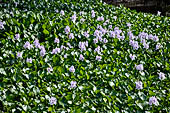 Orissa - traditional Brahmin villages near Puri. Water hyacinth filling the village water tank.