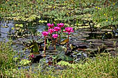 Orissa - country side along the road to Chilika. Lotus flowers.