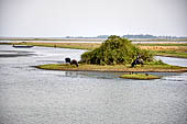 Orissa - country side along the road to Chilika. 