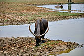 Orissa - country side along the road to Chilika. 