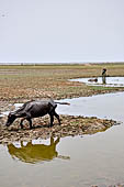 Orissa - country side along the road to Chilika. 