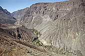 trekking Colca canyon stock photographs