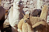 Peru stock photographs