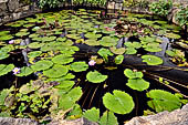 Dambulla cave, pond with lotus flowers.