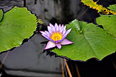 Dambulla cave, pond with lotus flowers.