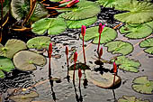 Dambulla cave, pond with lotus flowers.