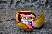 Mulkirigala cave temples - The flower of the Cannonball Tree is considered sacred, since is appears to comprise a dagoba shaded by a cobra's hood and surrounded by tiny floret's thought to represent the worshippers.