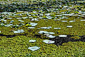 Mulkirigala cave temples - The lotus pond at the base of the rock.