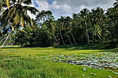 Mulkirigala cave temples - The lotus pond at the base of the rock.