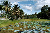 Mulkirigala cave temples - The lotus pond at the base of the rock.