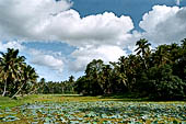 Mulkirigala cave temples - The lotus pond at the base of the rock.