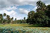 Mulkirigala cave temples - The lotus pond at the base of the rock.