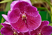 Peradeniya Royal Botanic Gardens - Orchid House