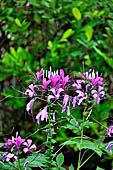 Peradeniya Royal Botanic Gardens - The Flower Garden