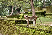 Polonnaruwa - The area of the Alahana Pirivena (Monastery of the Cremation Grounds). Crematory Stupa. 