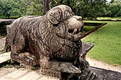 Polonnaruwa - the Citadel, the Council Chamber. Detail of the lions at the top of the stairway. 