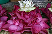 Kandy - The Sacred Tooth Relic Temple, flowers offered by the pilgrims.