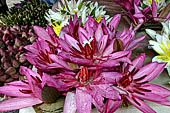 Kandy - The Sacred Tooth Relic Temple, flowers offered by the pilgrims.