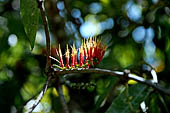 Hike up to Batutumonga north of Rantepao - tropical flowers