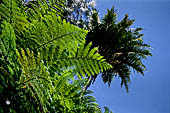 Hike up to Batutumonga north of Rantepao - tropical vegetation