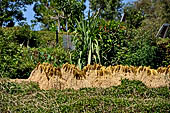 Hike up to Batutumonga north of Rantepao - rice cultivation