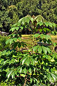 Hike up to Batutumonga north of Rantepao - tropical vegetation