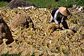 Hike up to Batutumonga north of Rantepao - farmers at work on rice terraces