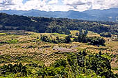 Hike up to Batutumonga north of Rantepao - rice terraces