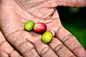 Hike up to Batutumonga north of Rantepao - coffee beans