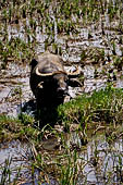 Hike up to Batutumonga north of Rantepao - water buffalo on rice terrace