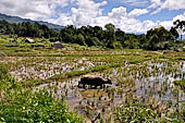 Hike up to Batutumonga north of Rantepao - water buffalo on rice terrace