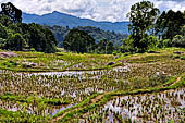 Hike up to Batutumonga north of Rantepao - rice terraces