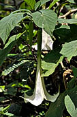 Hike up to Batutumonga north of Rantepao - tropical vegetation (Datura)