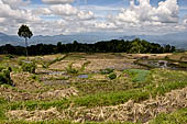 Hike up to Batutumonga north of Rantepao - rice terraces