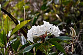 Hike up to Batutumonga north of Rantepao - tropical flowers