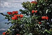 Hike up to Batutumonga north of Rantepao - tropical flowers