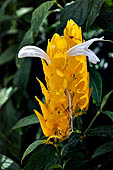 Hike up to Batutumonga north of Rantepao - tropical flowers