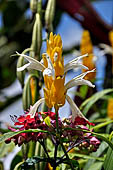 Hike up to Batutumonga north of Rantepao - tropical flowers