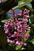 Hike up to Batutumonga north of Rantepao - tropical flowers