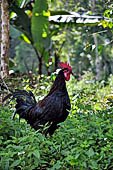 Hike up to Batutumonga north of Rantepao - rooster at a traditional village