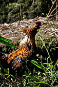 Hike up to Batutumonga north of Rantepao - rooster at a traditional village