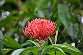 Hike up to Batutumonga north of Rantepao - West Indian Jasmine (Ixora)