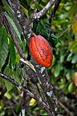 Hike up to Batutumonga north of Rantepao - cocoa