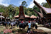 Bori Parinding villages - Traditional toraja funeral ceremony. 