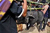 Bori Parinding villages - Traditional toraja funeral ceremony.