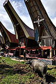 Bori Parinding villages - Traditional toraja funeral ceremony. 