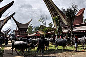 Bori Parinding villages - Traditional toraja funeral ceremony. 