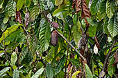 Bori Parinding villages - cocoa