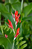 Bori Parinding villages - tropical vegetation