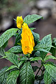 Bori Parinding villages - tropical vegetation